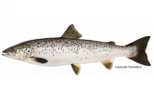 state_fish_landlockedsalmon_wl